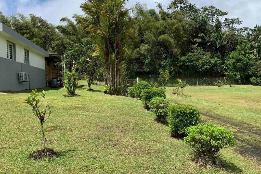 972B-Coin De Verdure Au Pied De La Montagne Pelee Le Morne-Rouge Ngoại thất bức ảnh